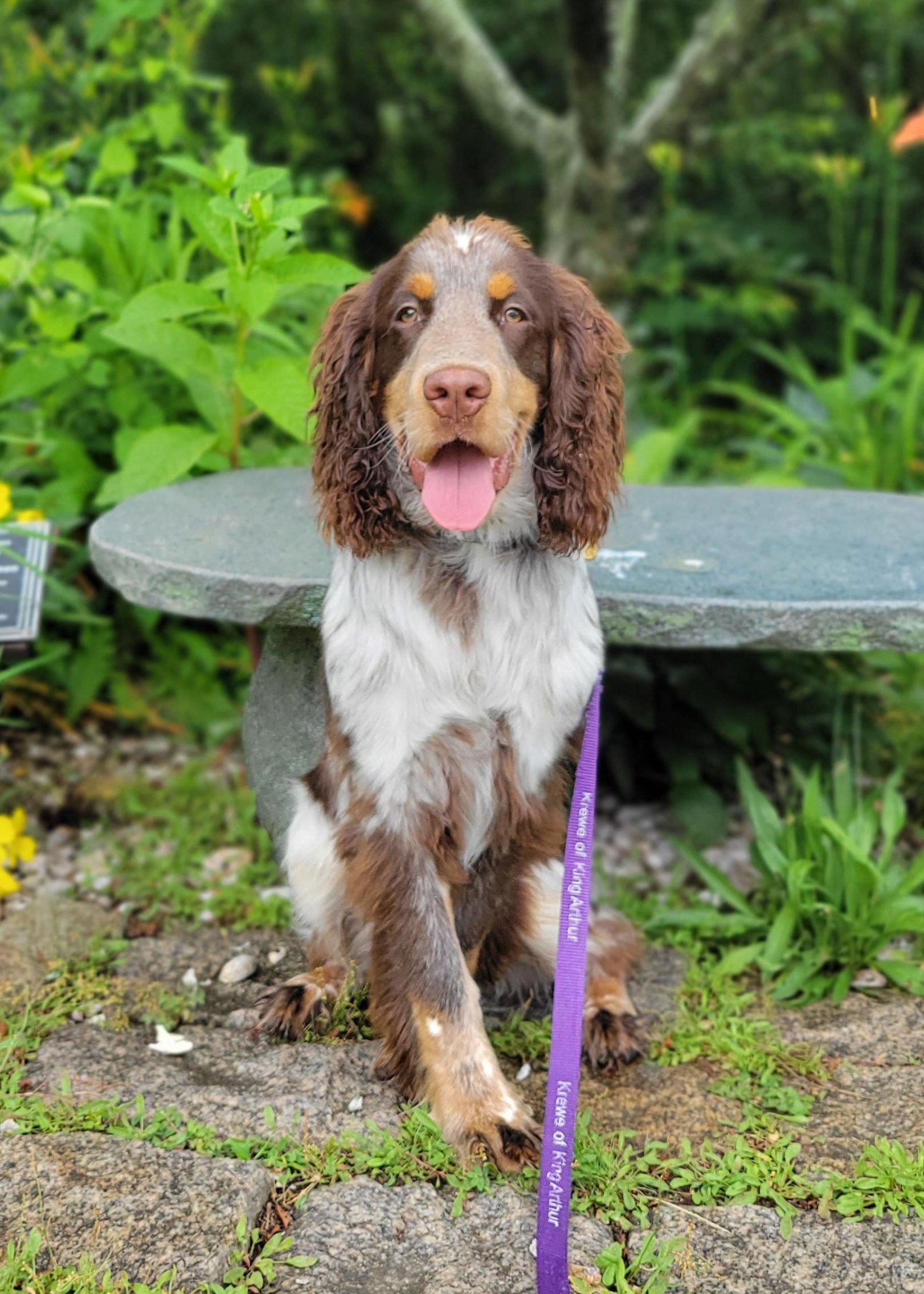 Jaxon, Katie's English Springer Spaniel